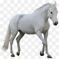 马素材卡通图片-空若网 马素材卡通图片-空若网