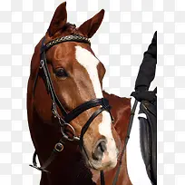 手绘马手绘马素材-空若网 手绘马手绘马素材-空若网