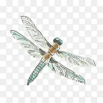手绘蜻蜓-空若网 手绘蜻蜓-空若网