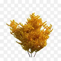 树木-空若网 树木-空若网