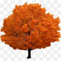 树-空若网 树-空若网