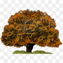 秋树-空若网 秋树-空若网