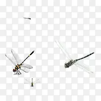 秋季里的蜻蜓-空若网 秋季里的蜻蜓-空若网