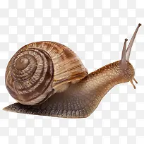 蜗牛免扣素材-空若网 蜗牛免扣素材-空若网