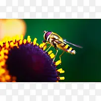 Ψ�����滨���زĴ���Ȼ�ز�-������