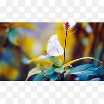 Ψ�����滨���زĴ���Ȼ�ز�-������