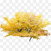 »ÆÉ«Ê÷Ò¶·ãÒ¶´óÊ÷-¿ÕÈôÍø »ÆÉ«Ê÷Ò¶·ãÒ¶´óÊ÷-¿ÕÈôÍø