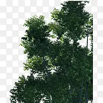 免扣树叶树叶绿色大树-空若网 免扣树叶树叶绿色大树-空若网