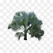 棕榈树-空若网 棕榈树-空若网