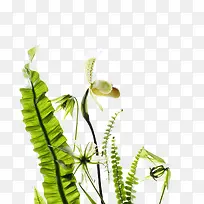 热带水果效果植物-空若网 热带水果效果植物-空若网