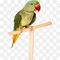 动物鹦鹉-空若网 动物鹦鹉-空若网