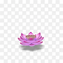 粉色莲花创意手绘-空若网 粉色莲花创意手绘-空若网