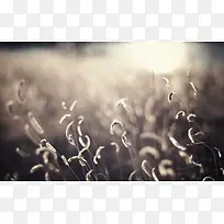 �����ºڰ�ɫ��С��-������