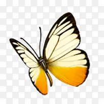 蝴蝶飞舞展开翅膀-空若网 蝴蝶飞舞展开翅膀-空若网