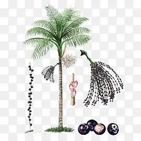 棕榈树果子-空若网 棕榈树果子-空若网