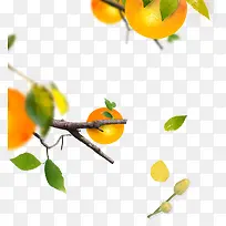 橘子树素材-空若网 橘子树素材-空若网