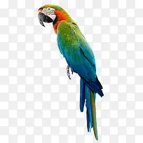 可爱绚丽鹦鹉侧脸-空若网 可爱绚丽鹦鹉侧脸-空若网