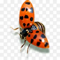 ����԰������װ��-������