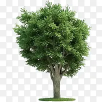 高清摄影绿色合成绿色植物园林-空若网 高清摄影绿色合成绿色植物园林-空若网