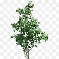 ��ɫ����ϳ���Ӱ����԰��-������