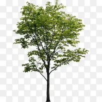 ��ɫ��԰��ֲ�������Ӱ-������