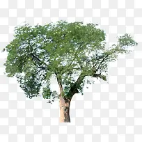 高清摄影绿色植物园林-空若网 高清摄影绿色植物园林-空若网