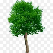 ����԰��ֲ����Ӱ-������