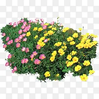 彩色园林植物小花-空若网 彩色园林植物小花-空若网