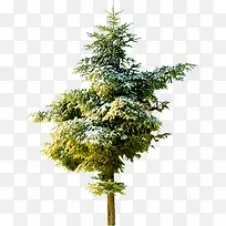 ������Ӱ��ɫ��԰��ֲ��-������