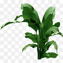 Ψ��԰����ɫ����-������