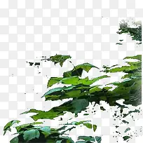 ԰�ַ羰��Ӱ����-������