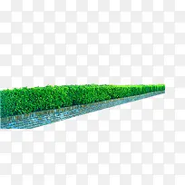 灌木绿化树园林艺术树-空若网 灌木绿化树园林艺术树-空若网