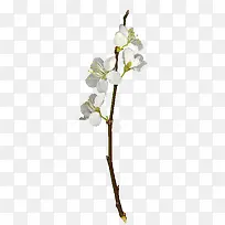白色梅花枝-空若网 白色梅花枝-空若网