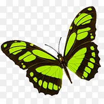 绿色蝴蝶时尚购物图片-空若网 绿色蝴蝶时尚购物图片-空若网
