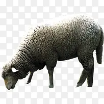 可爱动物绵羊-空若网 可爱动物绵羊-空若网