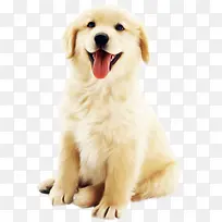 白色小狗图片-空若网 白色小狗图片-空若网