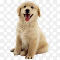 可爱小狗图片-空若网 可爱小狗图片-空若网