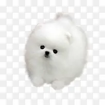 白色可爱小狗图片-空若网 白色可爱小狗图片-空若网