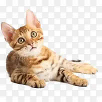 卡通动物图片动物矢量图-空若网 卡通动物图片动物矢量图-空若网