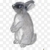 动物动物图案-空若网 动物动物图案-空若网