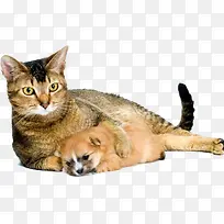 动物素描动物矢量图-空若网 动物素描动物矢量图-空若网