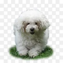 白色奔跑的狗-空若网 白色奔跑的狗-空若网