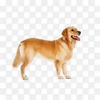 ��ëȮ����ͼƬ-������