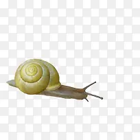 蜗牛图片-空若网 蜗牛图片-空若网