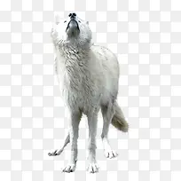 动物png图片-空若网 动物png图片-空若网