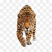 老虎动物图片-空若网 老虎动物图片-空若网