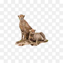 豹子动物图片-空若网 豹子动物图片-空若网