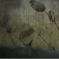 ֲ�ﻨ�ܱ���-������