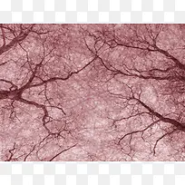 枯树枝干背景-空若网 枯树枝干背景-空若网