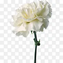 白色康乃馨情人节-空若网 白色康乃馨情人节-空若网
